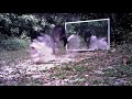 Wild chimpanzees do tap-dancing or intimidation dance, in front of huge mirrors set up in the jungle