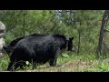 Intimate Black Bear Mating Scene | BBC Earth