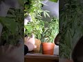3 Leaf Cannabis Plants Botany Home Garden Green 3 3 Leaf Cannabis Plants Botany Home Garden Green 3