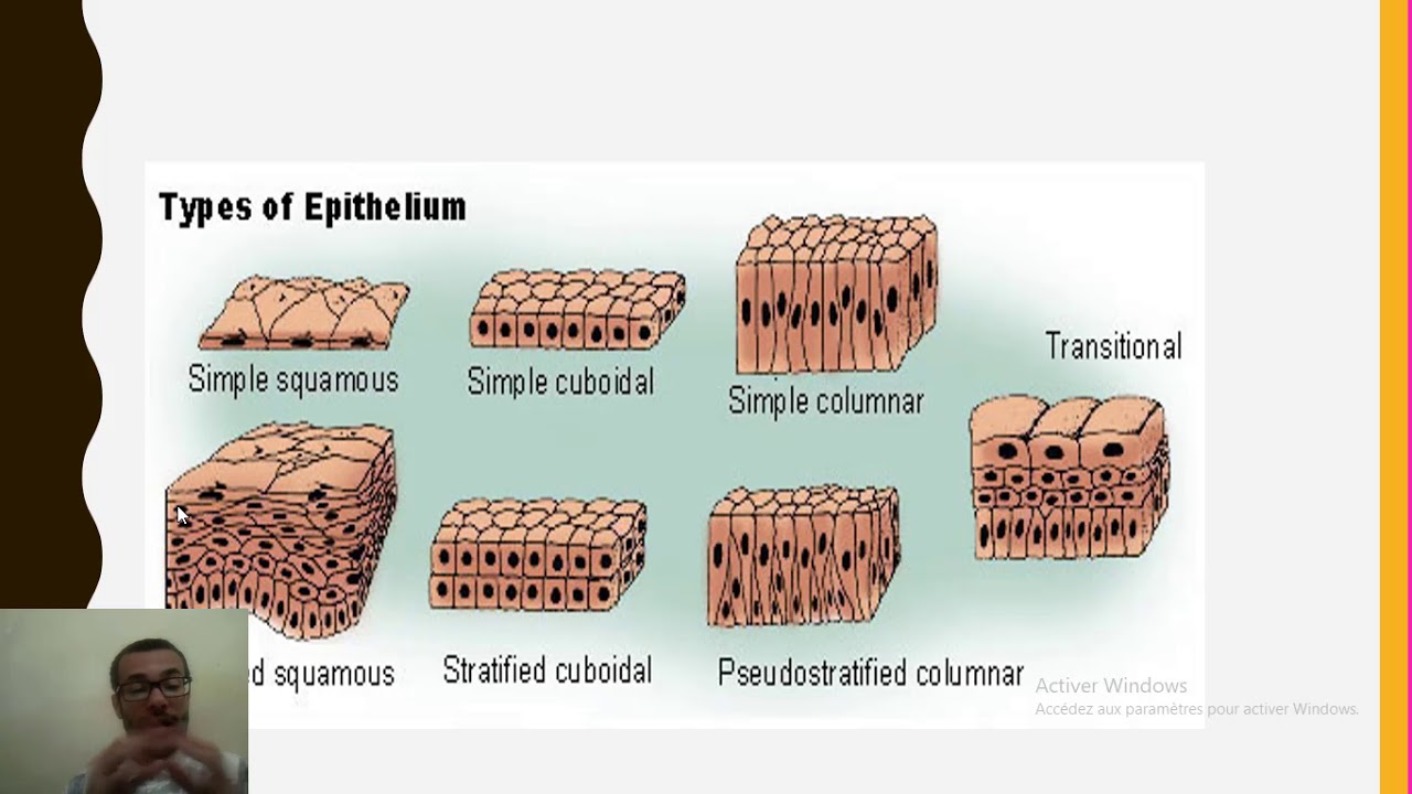 هيستولوجي ايبيثيليوم histologie en arab épithélium - YouTube