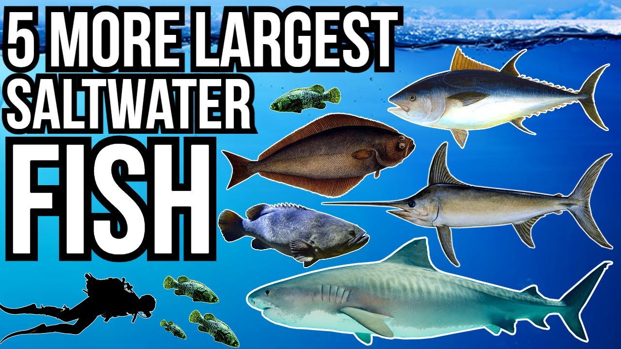 5 More Of The Largest Saltwater Fish In The World Part 3 
