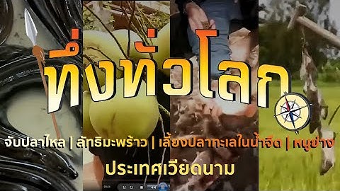 ทึ่งทั่วโลก |:| จับปลาไหล ลัทธิมะพร้าว เลี้ยงปลาทะเลในน้ำจืด หนูย่าง ประเทศเวียดนาม