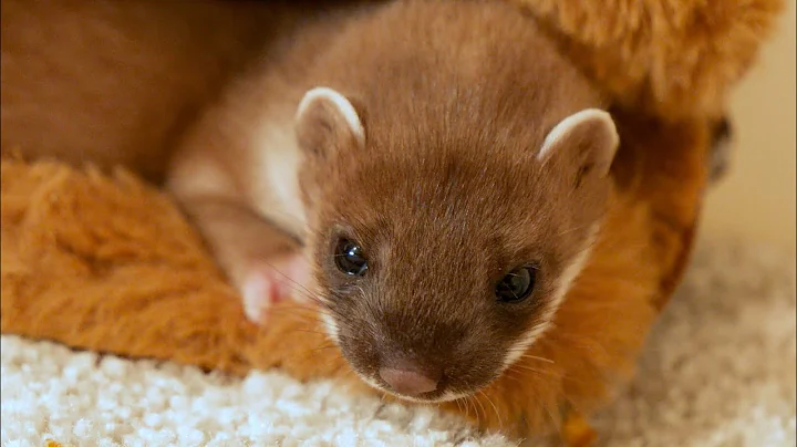 Taking a Stoat Kit into Care | Rescued & Returned to the Wild | Robert E Fuller