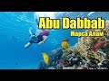 Abu Dabbab | Феєрія Мандрів