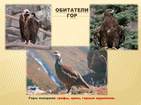 Анимированная GIF видео