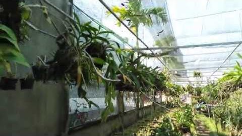 Lan Ngọc Điểm (Nghinh Xuân) rừng trồng chậu | Rừng Lan 3 tháng 2