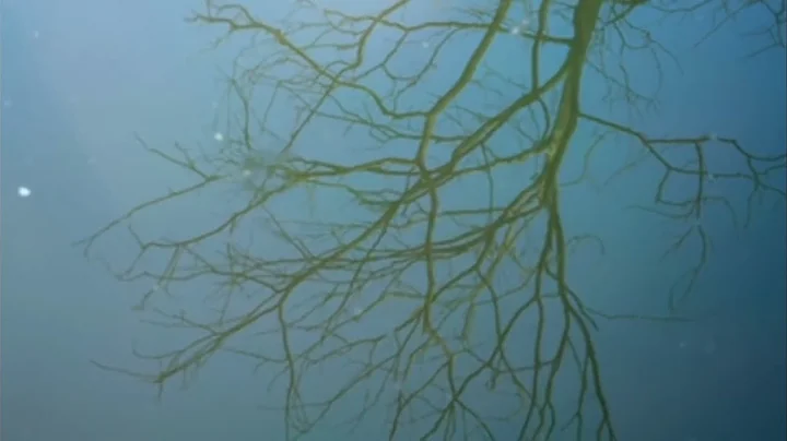 Beautiful Relaxing Music|| Peaceful Soothing music"September Autumn Leaves" in 4k by Tim Janis#music