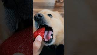 Pomeranians share a strawberry  #shorts #pomeranian #dog #cutedog #dogshorts #doglover #pompom