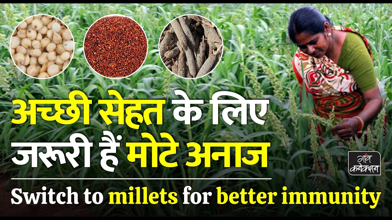 essay on india's wealth millets for health