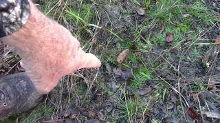 More Tracking More Footprints (Green Swamp)