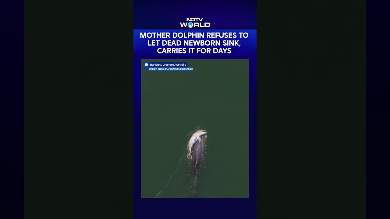 Video: Mother Dolphin Refuses To Let Dead Newborn Sink, Carries It For Days