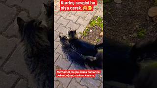 Ama Nasıl Sevimliler.