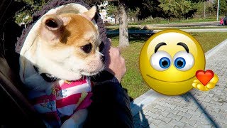 VLOG-веселая и непослушная чихуахуа ЛИЗИ🐶кто такой ЧУБАКА?