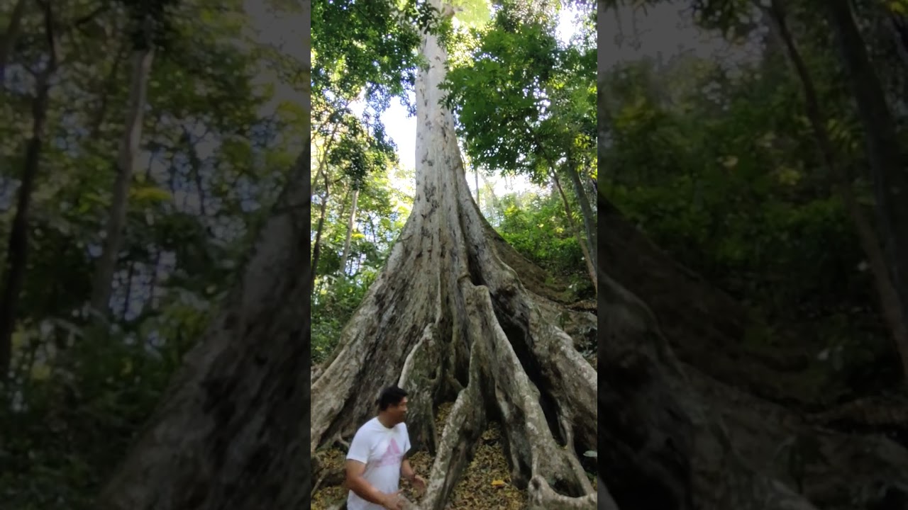 A very old Dao Tree in Malasag Cagayan de Oro City, Philippines