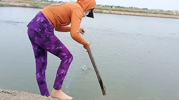 Gái miền tây đi giăng lưới CÁ RÔ PHI trong ao cá kèo TRÚNG MÁNH LỚN