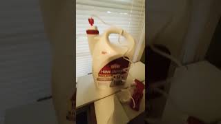I sprayed the STINK BUG #shorts #insects