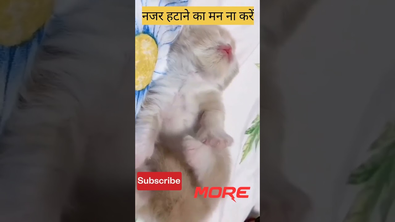 Cat 🐱 meowing🙀 