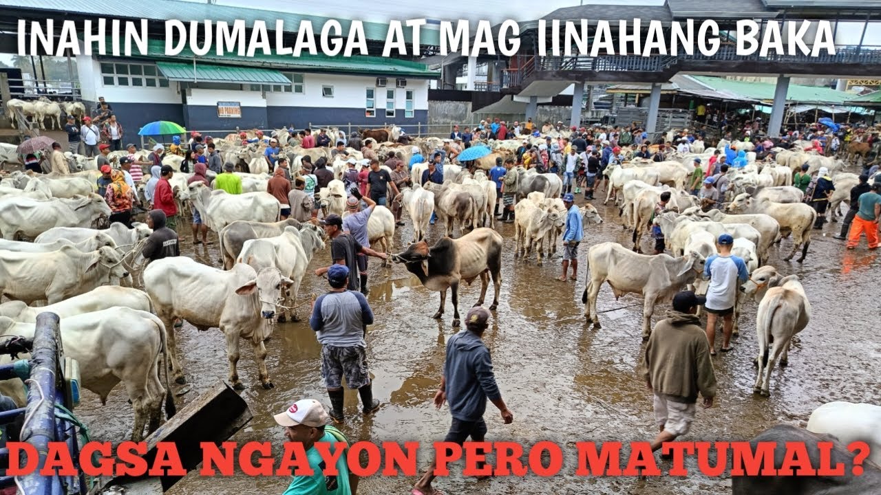 Inahin,Dumalaga at Mag iinahang baka!Padre Garcia Batangas... - YouTube