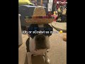 #subscribe #dog #dogshorts #doglife #doglove #dogvideos #dogshorts