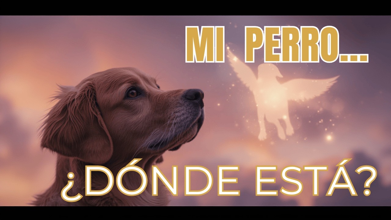 Si perdiste a tu perro… escucha esto