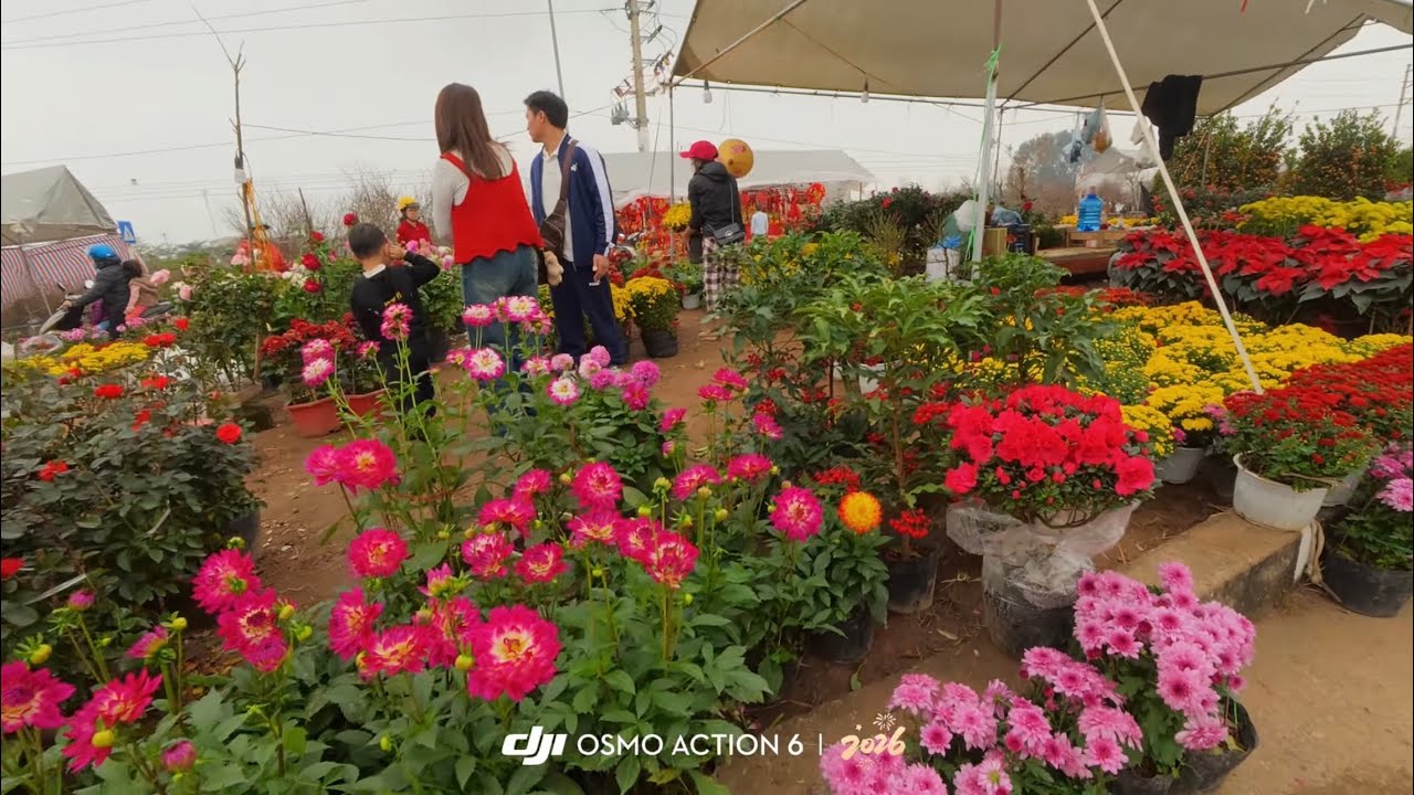 Đi Ngắm Đào, Ngắm Quất, Ngắm Hoa Trước Ngày Ông Công Ông Táo - Chợ Tết Sơn Tây | Xuân Bính Ngọ 2026