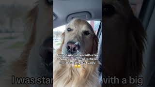 Who can bring King Buddy a PUPPUCCINO⁉️ #funnydog #starbucks #dogcomedy #dogproblems #puppuccino