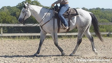 Mister Milagro - easy jog, lope-offs, stops, work gate! - ValleyViewRanch.net