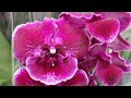 Моя новинка - Биглип ABBA и другие орхидеи, радующие домашним цветением.