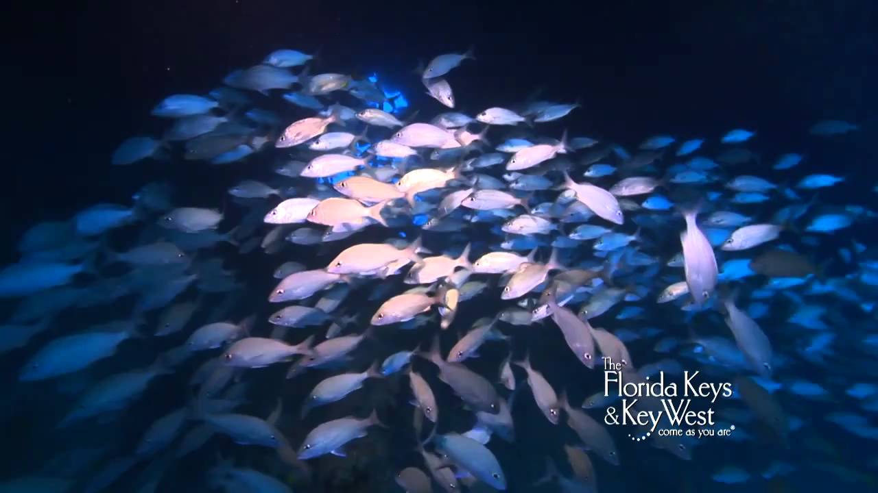 Dive The Florida Keys Wreck of the Eagle, Tavernier, Islamorada YouTube