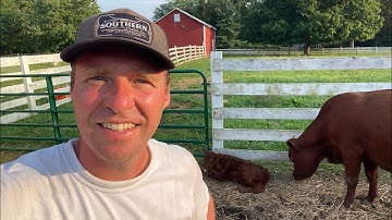 How Close is She?  3 Signs a Cow Will Calve Soon