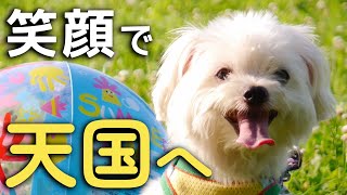 愛犬が天国へ　笑顔の別れが辛くて…思い出を聞いてください by あさりおん 1,061 views 1 year ago 27 minutes