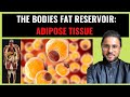 Science of Obesity  - Adipose Tissue: The Bodies Fat Reservoir (Pt I)