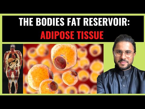 Video: Varför är en adipocyt eller lipocyt viktig i kroppen?
