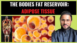 Science of Obesity  - Adipose Tissue: The Bodies Fat Reservoir (Pt I)
