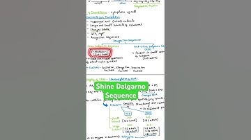 Recognition Sequences for Translation