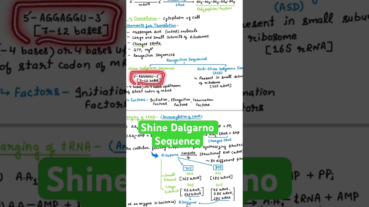 Recognition Sequences for Translation