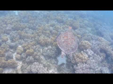 浦島太郎の竜宮城に連れていってくれるような亀の泳ぎ