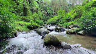 The River Helps You Focus 🌿 Soft Natural Water for Study & Concentration 🌙