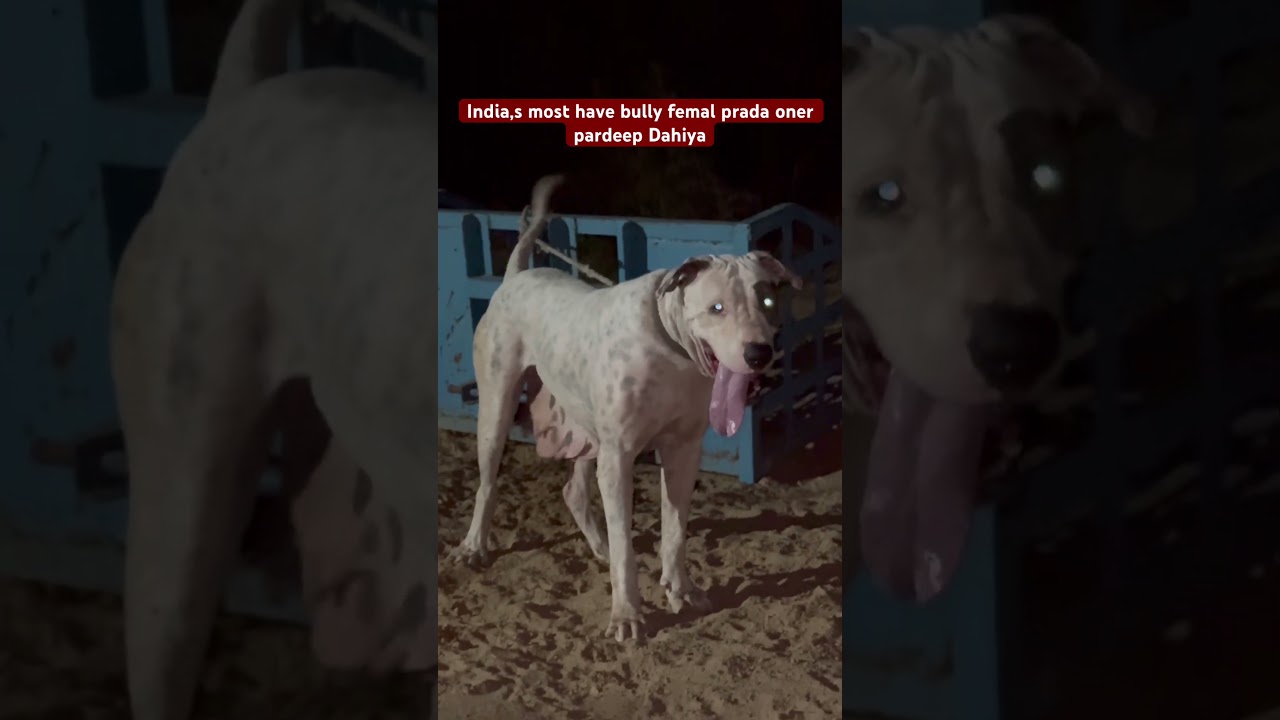 Prada is top female in India