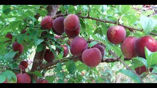 كيف يتم تقزيم أشجار الفواكه مع استعراض لشجرتى المقزمة Dwarf fruit trees