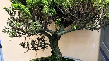 Juniper bonsai in the making -first styling