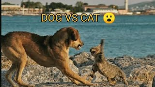 DOG VS CAT FIGHTING WHAT HAPPENED WHEN THEY FIGHT 😮 #shorts