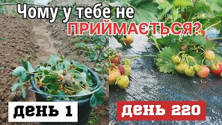 Від ПАГОНА  до КУЩА/Як треба САДИТИ ПРАВИЛЬНО розсаду полуниці?