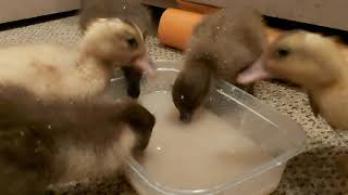 These ducklings are so messy! Lessons learnt and duck update