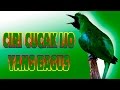 Cucak Ijo Jamtrok Wallpaper - Gambar Burung Ijo | Gambar Burung Wallpaper - Download dengan mudah dan cepat di perangkat anda.
