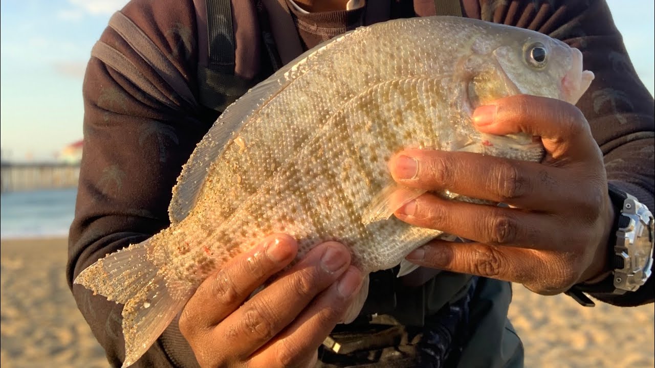 SoCal Surf Fishing: My Personal Best Barred Surf Perch! {Catch, Clean, Cook}