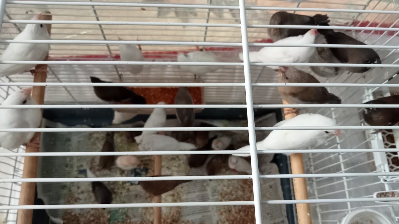 28 ADET YAVRULARİMİZ YEME DÜŞTÜ Bİ MAŞALLAH ALALIM ARKADAŞLAR RENK CÜMBÜŞÜ OLDU KAFESİMİZ..