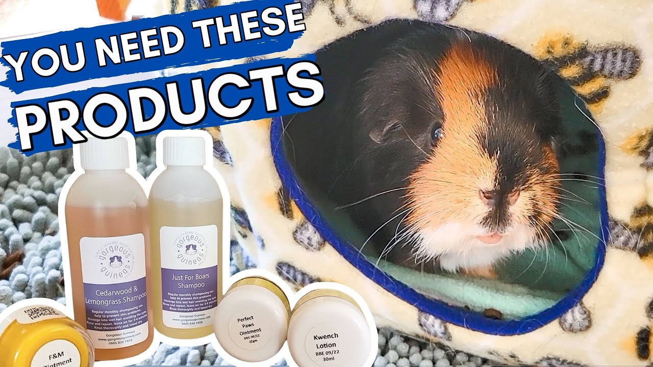 best guinea pig shampoo + Mac vet updates \\ vlogmas day 3 - YouTube