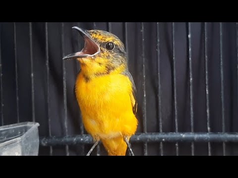 BURUNG MANTENAN GACOR MANGAP LEBAR 