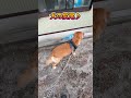 犬の尻尾を見てると面白い #dog #犬の尻尾 #雑学ショート